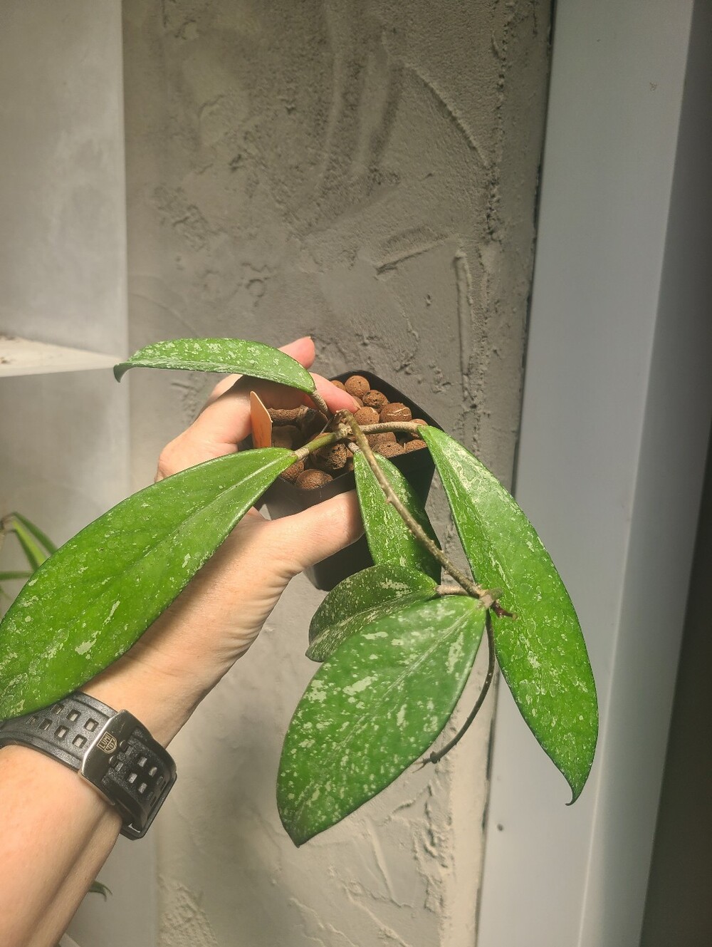 Hoya Publicalyx Royal Hawaiian purple